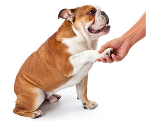 Paw Cleaner